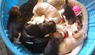 Starz Puppies Week 5